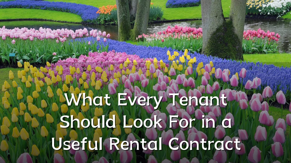 What Every Tenant Should Look For in a Useful Rental Contract