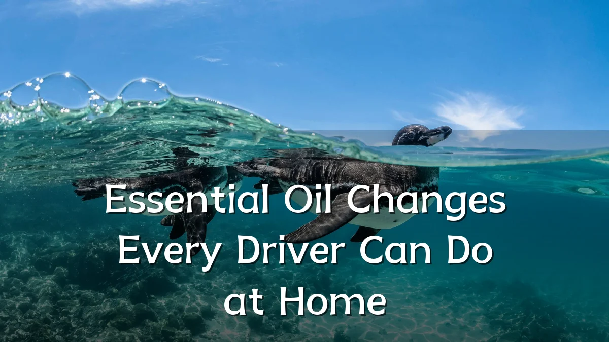 Essential Oil Changes Every Driver Can Do at Home